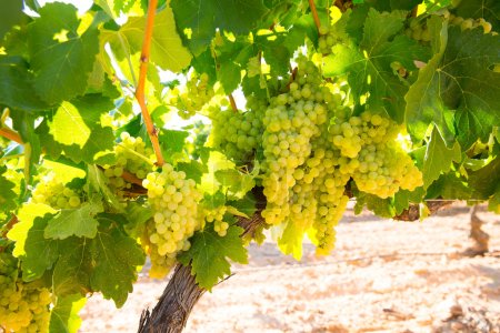 Vinice na predaj - Farná okr. Levice